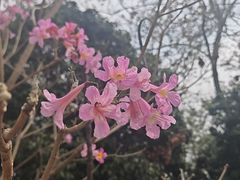 -天适樱花悠乐园