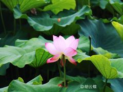 -苏堤停车场
