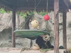 -上海野生动物园