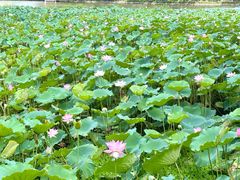-荔湾湖公园