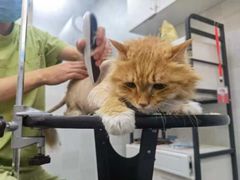 -芭比堂动物医院·犬猫全科·异宠专科(雁塔分院)
