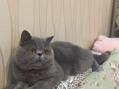 -佳怡动物医院·平价24小时·猫专科骨外科
