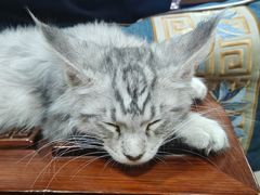 -心仪动物医院·牙专科·肿瘤·心脏科(西客站院)