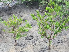 -北海金海湾红树林生态旅游区