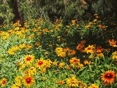 -大兴滨河森林公园