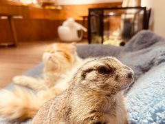 -有猫主题·治愈系猫咖(曾厝垵店)