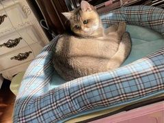 -东方名猫馆·英短金渐层布偶猫舍(环线广场1号楼店)