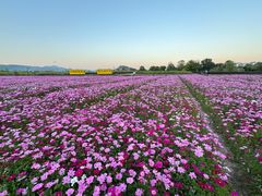 -径山花海