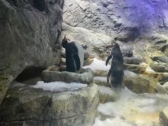 -大阪海游馆