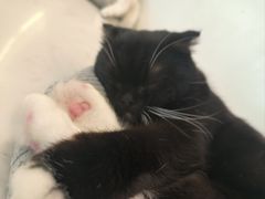 -共舞时光猫咖·狗咖(新街口店)