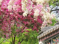 -深圳国际园林花卉博览园