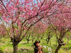 -南汇桃花村