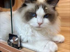 -猫十亿·布偶金渐层·曼基康矮脚猫舍(青年路店)