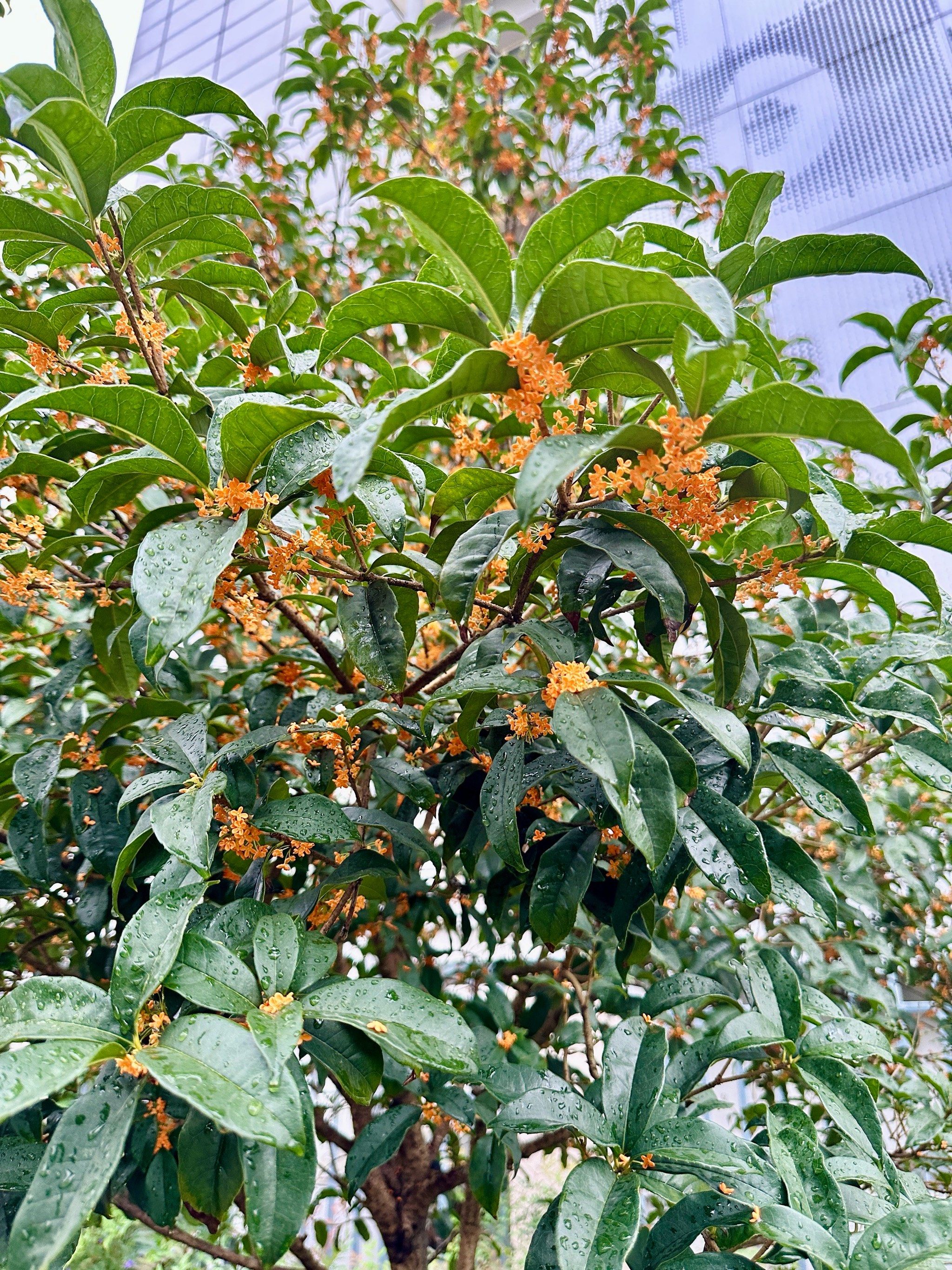 树上金桂初绽放