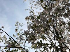 -武汉大学-樱园