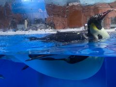 -海合安成都极地海洋公园