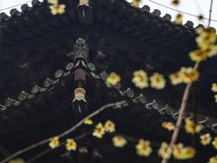 -慧因高丽寺