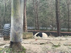 -都江堰中华大熊猫苑