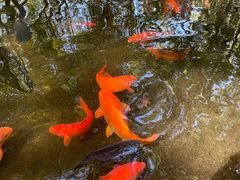 -绿城千岛湖喜来登度假酒店