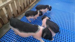 -萌宠亲子动物乐园(槐房万达店)