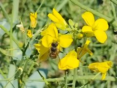 -光明小镇欢乐田园