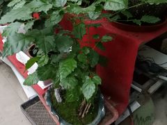 -龙大花卉苗木市场