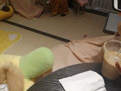 -逗柴咖啡屋·狗咖猫咖宠物桌游