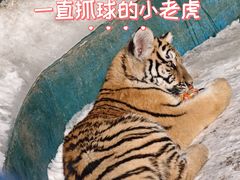 -横道河子东北虎林园
