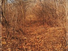 -红光山