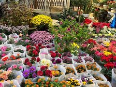 -双季花艺园艺市场(浦东店)
