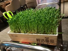 鲜活豌豆苗-七欣天(上海淮海路新尚广场店)