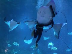 -烟台海昌鲸鲨海洋公园