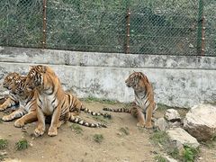 -栾川竹海野生动物园