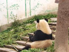 -中国大熊猫保护研究中心雅安碧峰峡基地