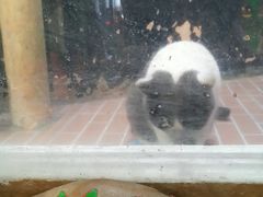 -猫咪博物馆(顶澳仔猫街店)