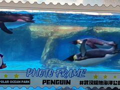 -海合安武汉极地海洋公园