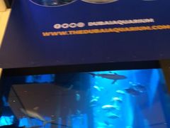 -迪拜水族馆及水下动物园