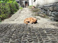 -东梓关景区村庄