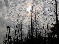 -春花秋色城市公园