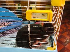 -宠物兔专门店(天丰利市场店)