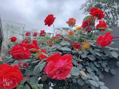 -蔡林记(珞狮南路店)