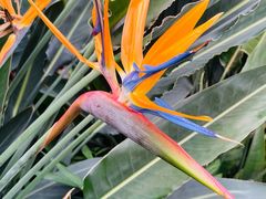 -南宫五洲植物乐园