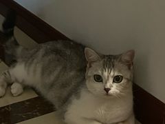 -唐小姐の猫狗洗护·购宠旗舰店(周浦万达店)