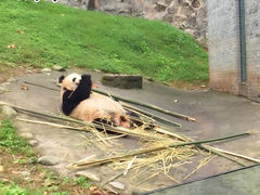 -都江堰中华大熊猫苑