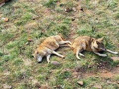 -合肥野生动物园
