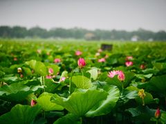 -西青郊野公园