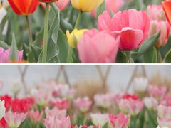 -北京国际鲜花港