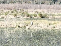 -腾冲北海湿地