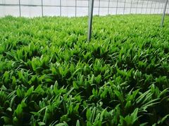 -万源龙顺度假庄园生态观光园