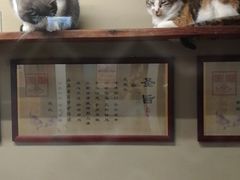 -猫咪博物馆(顶澳仔猫街店)